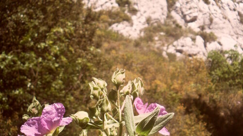 La colline de la Cride