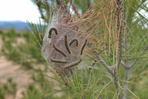 Chenilles processionnaire du pin